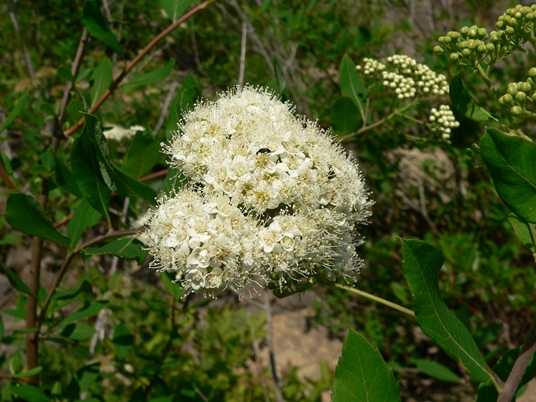 {Spiraea virginiana}